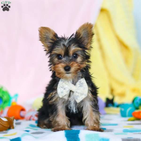 Ollie, Yorkie Puppy